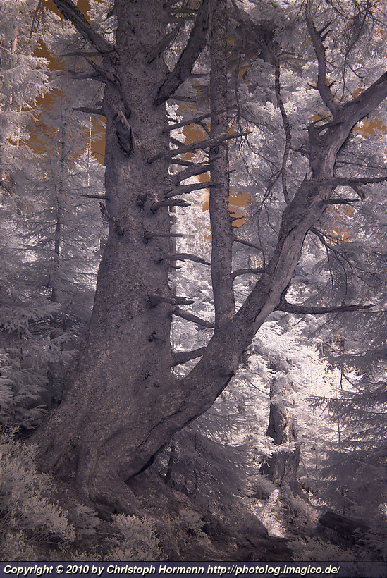 image 58: Old tree in the northern black forest - color infrared