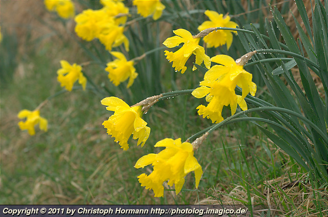 image 72: Daffodils in the rain