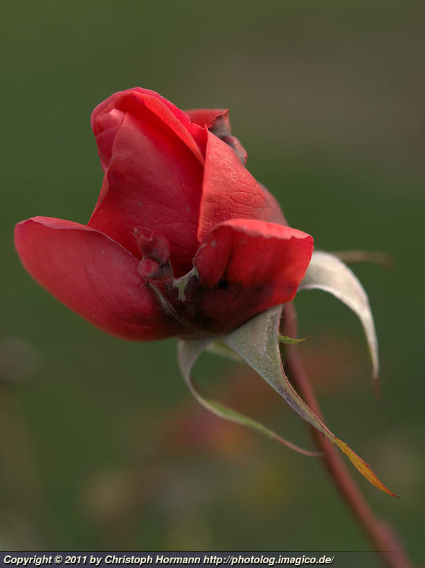 Bild 83: Rose im Herbst