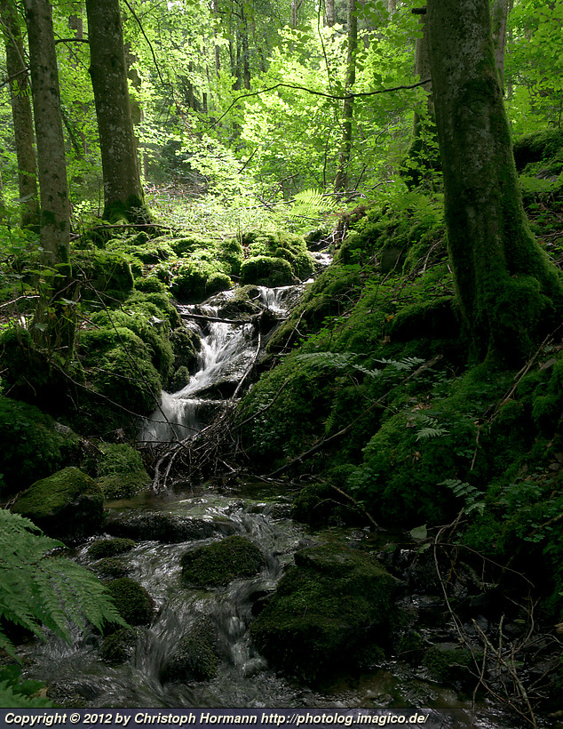 image 99: Black forest creek