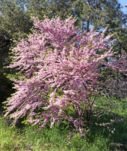 Baum mit Blüten