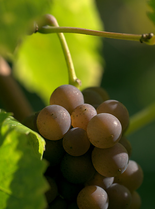 Grapes in the sun at the Tuniberg